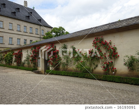 一個玫瑰園 一個玫瑰園 16193091