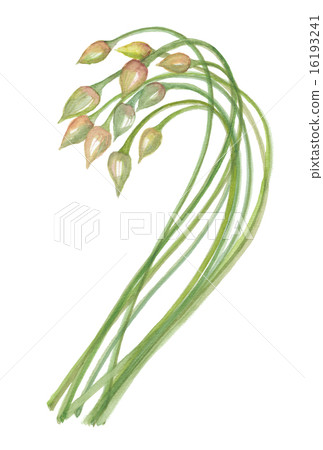 大蒜芽 16193241