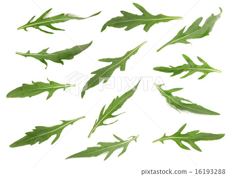 arugula 16193288