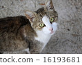 Cats I met in Croatia Zagreb 16193681