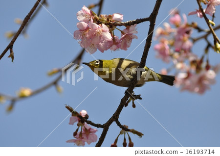 Mejiro and Kawazu cherry tree 16193714