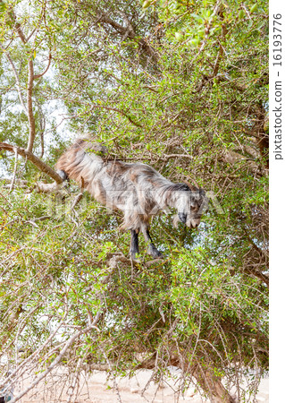 The Morocco Goat feeding in a tree The Morocco Goat feeding in a tree 16193776