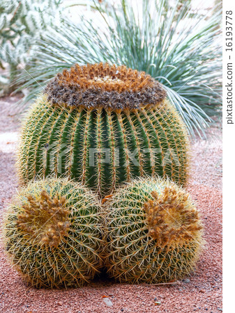 three large cactuses on a background of gravel three large cactuses on a background of gravel 16193778