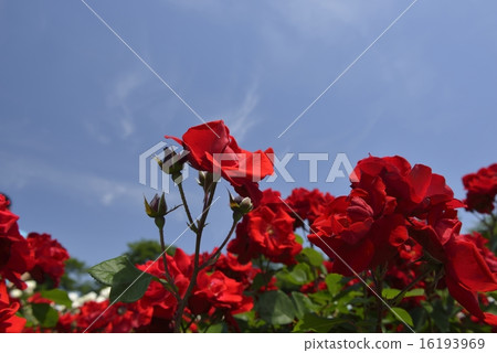 Blue sky and rose Tornado Blue sky and rose Tornado 16193969