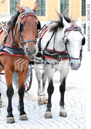 Two horses harnessed to the cart 16194116