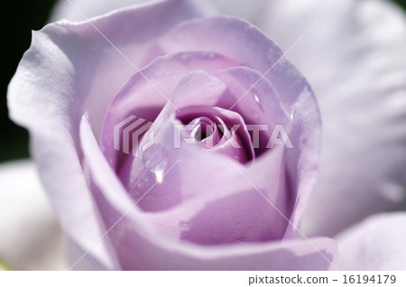 Roses Roses 16194179