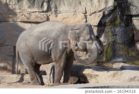 cooling - Asiatic elephant cooling - Asiatic elephant 16194318