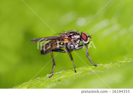 fly on the leaf 16194355