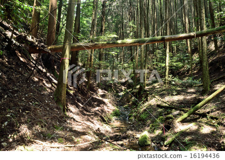 Sunlight filtering through the trees: Takatsuki City, Osaka Prefecture 16194436