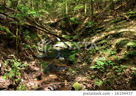 Sunbeams forest and mountain stream 16194437