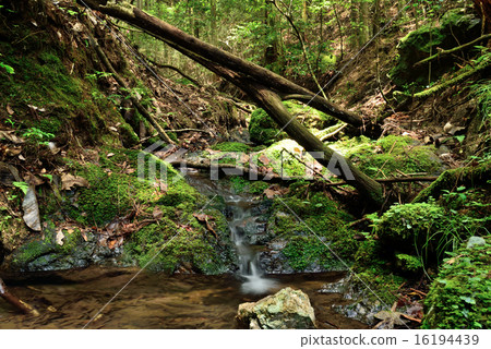 Mountain stream 16194439