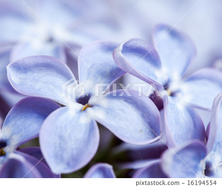 Macro image of spring lilac violet flowers Macro image of spring lilac violet flowers 16194554