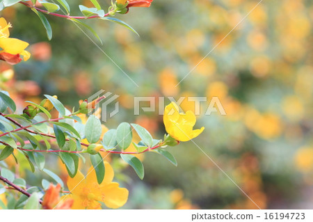 Flowers of Quincebai Flowers of Quincebai 16194723