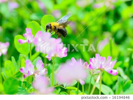 Spring 16194846