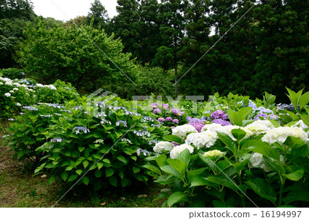 Hydrangea park 16194997