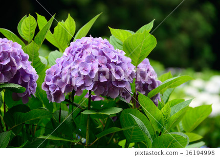 Hydrangea park Hydrangea park 16194998