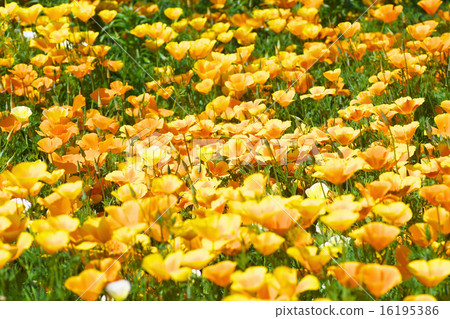 California poppy group California poppy group 16195386