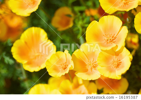 California poppy California poppy 16195387
