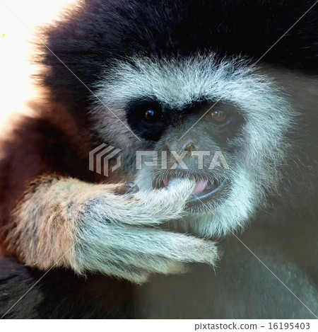 Closeup of monkey in zoo 16195403
