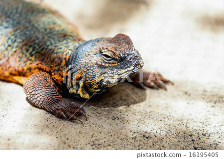 Lizard or lacertian reptile Lizard or lacertian reptile 16195405
