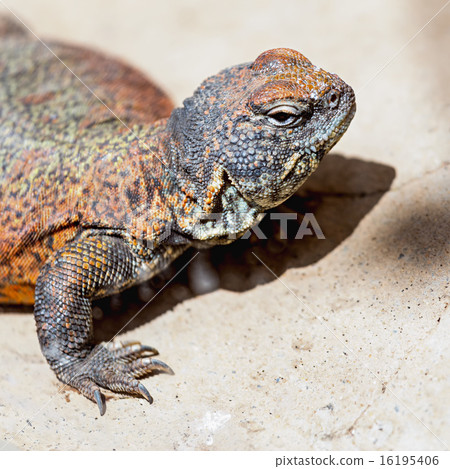 Lizard or lacertian reptile Lizard or lacertian reptile 16195406