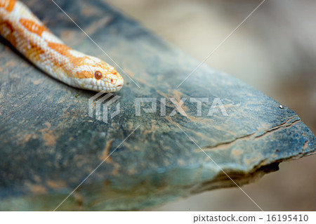 Albino Gopher Snake or Lambent python 16195410