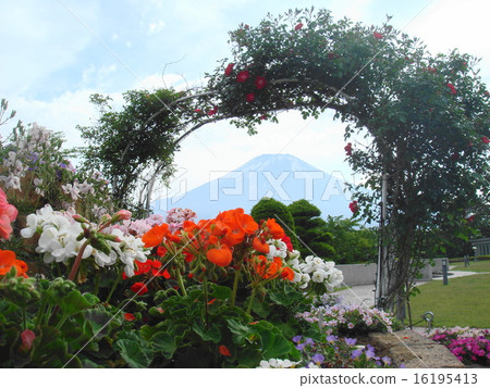 Scenery of Mt. Fuji and vine roses at the resort hotel of Lake Yamanaka Scenery of Mt. Fuji and vine roses at the resort hotel of Lake Yamanaka 16195413