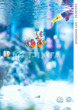 Tropical fish Tropical fish 16195503