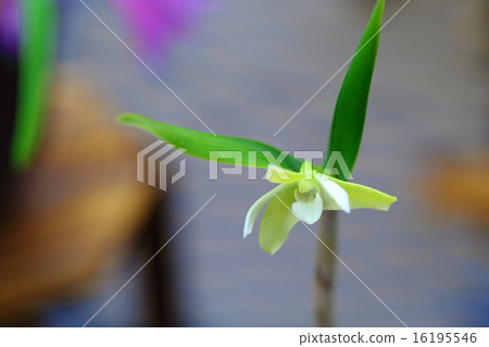 Dendrobium · Adaea flower Dendrobium · Adaea flower 16195546