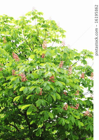 Horse chestnut 16195862