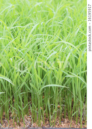 水稻種植前的水稻幼苗 16195917