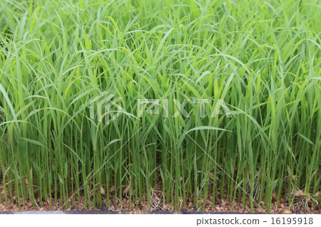 水稻種植前的水稻幼苗 16195918