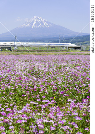 Shinkansen和富士山和Oshiwa Kazuya Aozora花田特寫鏡頭 Shinkansen和富士山和Oshiwa Kazuya Aozora花田特寫鏡頭 16196115