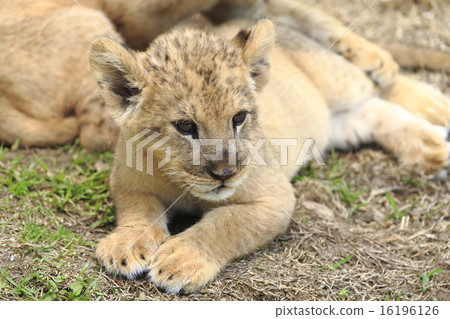 Lion's baby 16196126