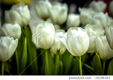 Tropical flower Tropical flower 16196363