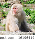 猴子用陡峭的表情觀看周圍（日本猴子） 16196419