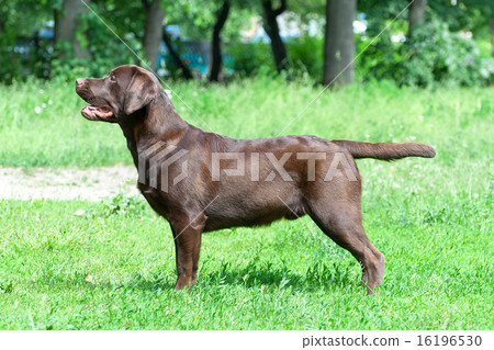 Chocolate labrador retriever (age 9,0 months). Chocolate labrador retriever (age 9,0 months). 16196530