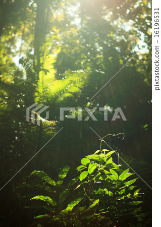 Small plant growing in rainforest Small plant growing in rainforest 16196531