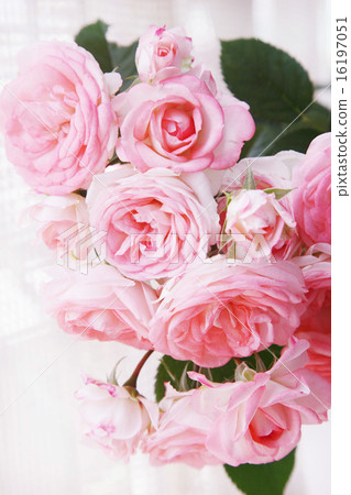 Beautiful roses Beautiful roses 16197051