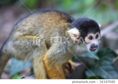 Play squirrel monkey 16197080