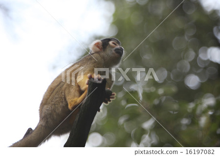 Squirrel monkeys on trees Squirrel monkeys on trees 16197082