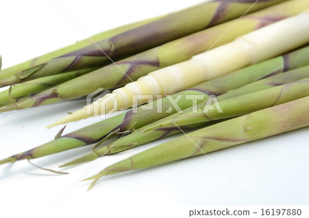 根竹 根竹 16197880