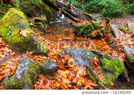 Autumn creek 16199298