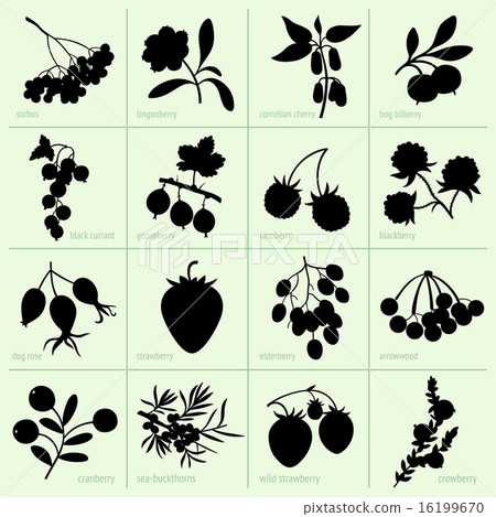 Berries 16199670