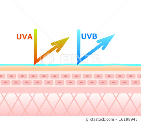 皮膚剖面圖 皮膚剖面圖 16199943