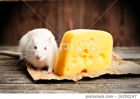 图库照片 pet rat with a large piece of cheese