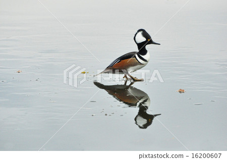 Hooded Merganser Duck Drake on Ice 16200607