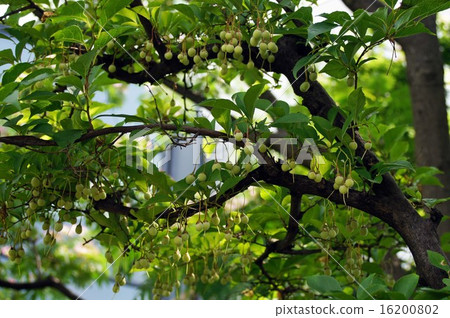 Styrax japonicum 16200802
