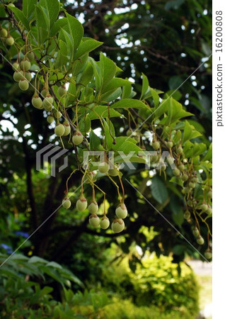 Styrax japonicum 16200808