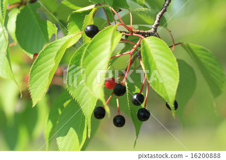 Natural plant Yamazakura, black crisp little cherry. I am not scared of eating and I am pretty sour Natural plant Yamazakura, black crisp little cherry. I am not scared of eating and I am pretty sour 16200888